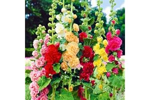EKFRPAU 400+ Mix Hollyhock Seeds for Planting (Alcea Rosea) Multicolored Double Hollyhock