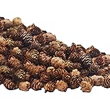 Deloky 150 PCS Christmas Natural Mini Pine Cones- 2CM Thanksgiving Pinecones Ornaments Vase Fillers for DIY Crafts, Home Deco