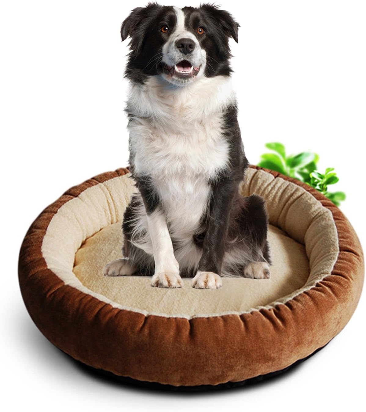 clearance dog beds large