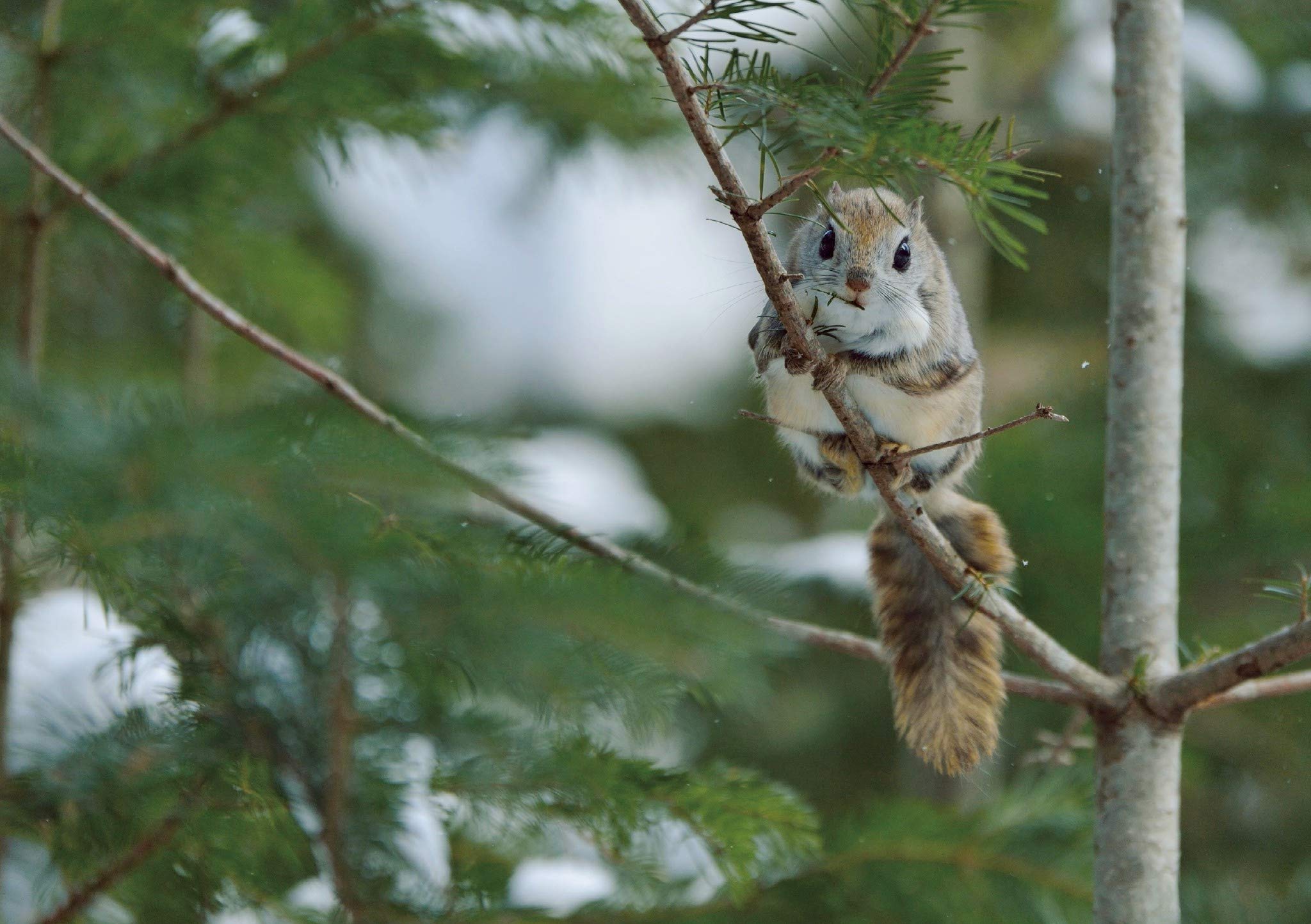 モモンガだモン 北の森からのメッセージ 太田達也 本 通販 Amazon