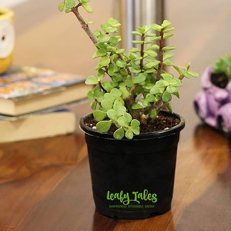 Leafy Tales Jade Good Luck Live Plant in Black Plastic Pot (Button Jade) | Feng Shui Indoor Plant