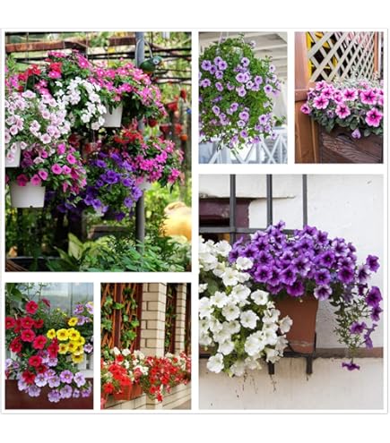 Graines De Pétunia Nain Compact Varié