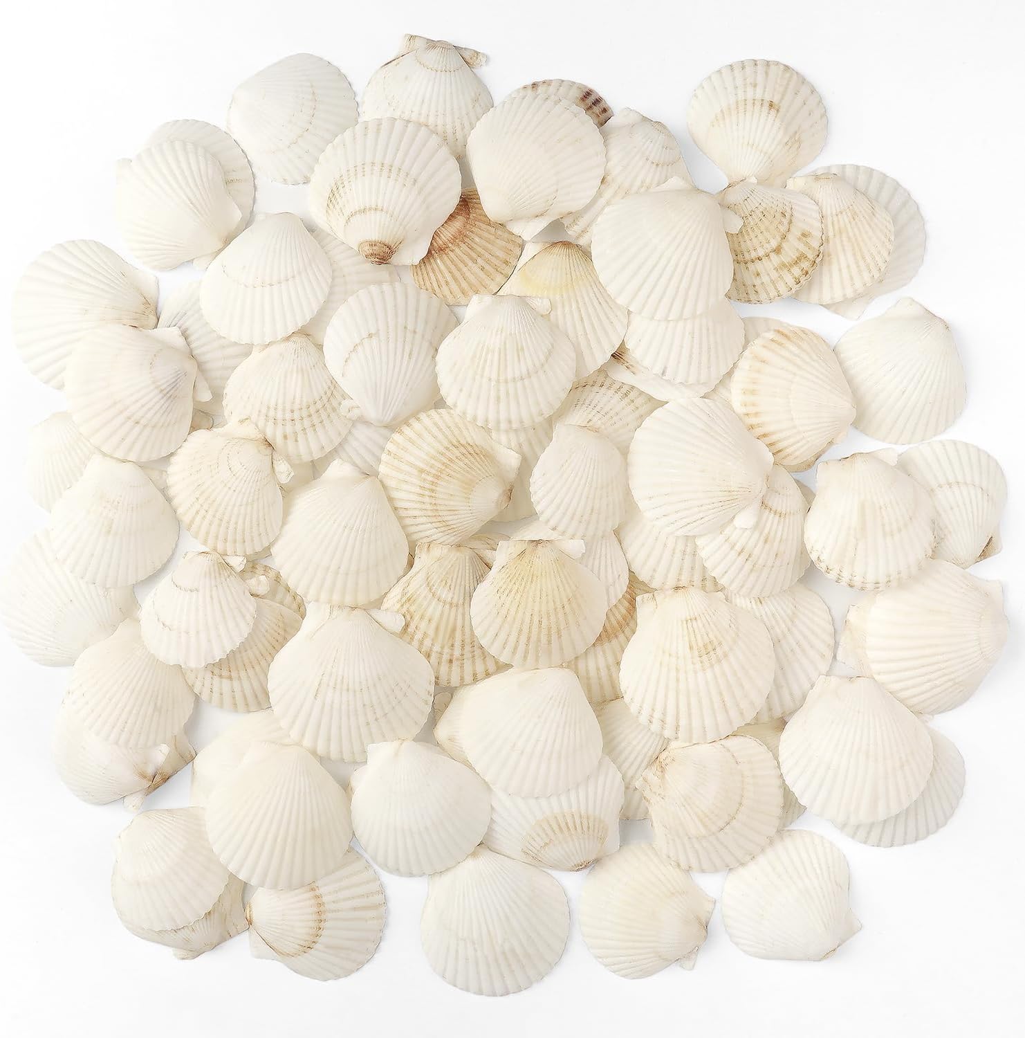 Vase Fillers - Jangostor 48 PCS Scallop Shells Natural Seashell, 1.5