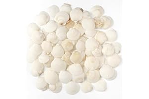 Jangostor 48 PCS Scallop Shells Natural Seashell, 1.5" to 2" White Scallop Shells Small Seashells for Crafts Wedding Decor Beach Theme Party, Fish Tank and Vase Filler