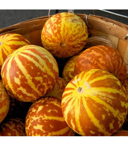Amazon.com : Melon Seeds - Ichiba Kouji - Hybrid - 4 Oz