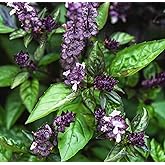 Cinnamon Basil Seeds for Planting Heirloom Non GMO Packets 750 Seeds &ndash; Plant &amp; Grow Cinnamon Basil Indoor Hydroponics or Outdoor Gardening, Great Gardening Gift &ndash; 1 Packet, Purple