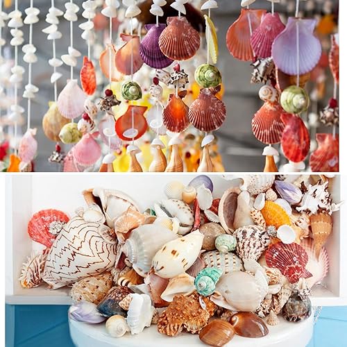 Natural Beach Shells - Home Decor Seashells Wedding Display Craft Aquarium Sea E - Foto 10