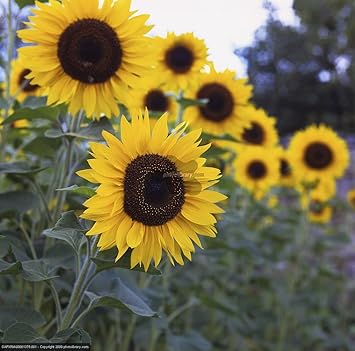 Tall Sun Flower Seeds (Pack of 2) by Kraft Seeds