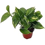 9GreenBox - Golden Devil's Ivy - Pothos - Epipremnum - 4" Pot - Very Easy to Grow Live Plant Ornament Decor for Home, Kitchen