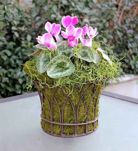 SUPERMOSS (26907) SPANISH MOSS PRESERVED, GRASS, 4OZ, 120 CUBIC IN BAG (APPX. 4OZ) (7 59834 26907 6)