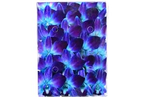 Miami Fresh Orchid Flower OrchidClub USA Sunne Tropical Loose Bloom DIY Lei, food & drink decoration (50 BLUE)