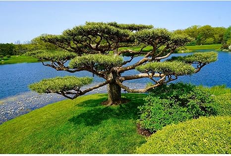 Amazon Co Jp アダルト日本庭園古代木知育玩具を逃がしストレスデコレーションギフト1000分の500 00 5000分の3000 6000pieces用木製ジグソーパズル 0325 Size 500 Pieces ホーム キッチン