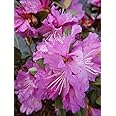 Live Plant, Rhododendron X `PJM Elite` Evergreen Lavender Flowers, 3-Gallon Fully Potted Plant Bush from Green Promise Farms