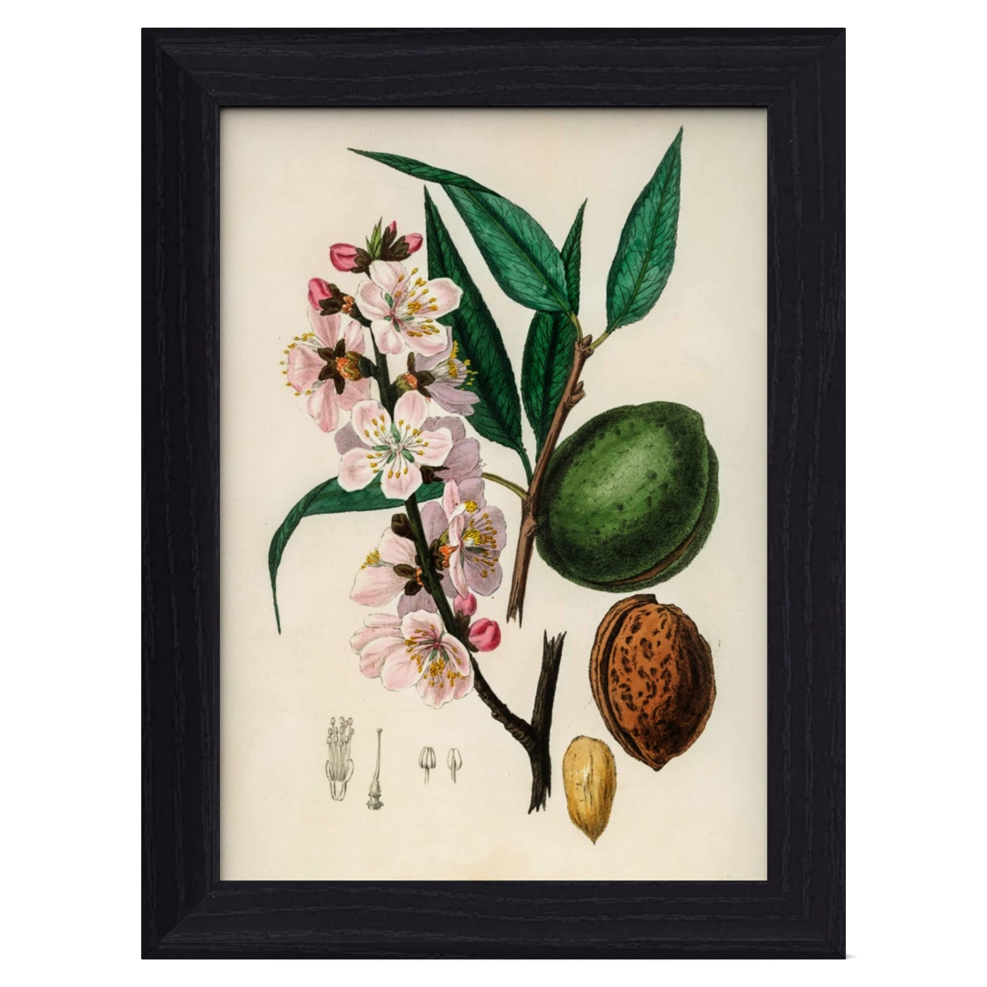 MH Traders Black A4 Picture Frame - Wall Mounted Photo Frame for Pictures Posters & Certificates - 30 x 21 CM A4 Size Compact Picture Frames