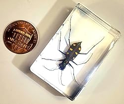 44mm Real Indonesian Tiger Beetle in Crystal Clear