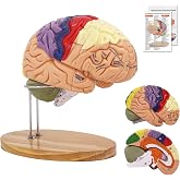Brain Model 2X Life‑Size, Brain Anatomy Model for Neuroscience, 4‑Part Detachable 3D Brain Model with Laser‑Engraved Labels and Stand for Psychology Neuroscience Learning