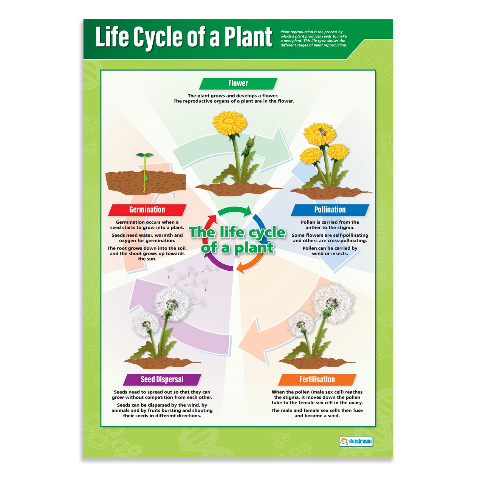 Daydream Education Life Cycle of a Plant | Science Posters | Gloss Paper measuring 850mm x 594mm (A1) | Science Charts for the Classroom | Education Charts