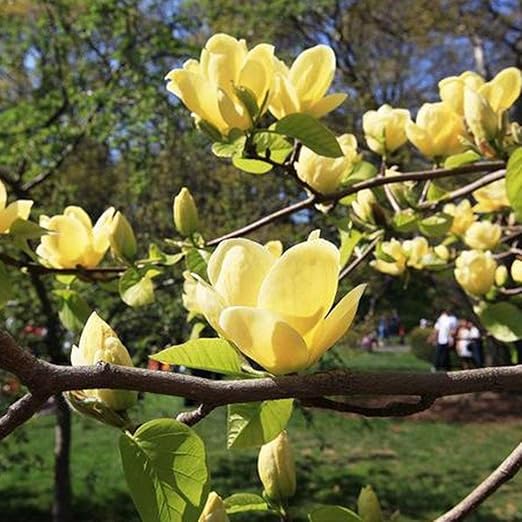 FastDirect Semillas de Magnolia Multicolor Semillas de Flores 10 ...