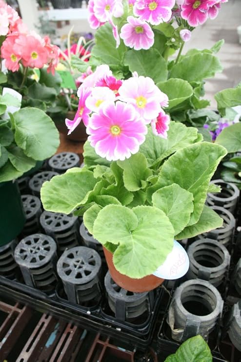Amazon 送料込 プリムラオブコニカ リフレ トキワザクラ 4寸鉢 花苗 花 Amazon 送料込 プリムラオブコニカ リフレ トキワザクラ 4寸鉢 花苗 花