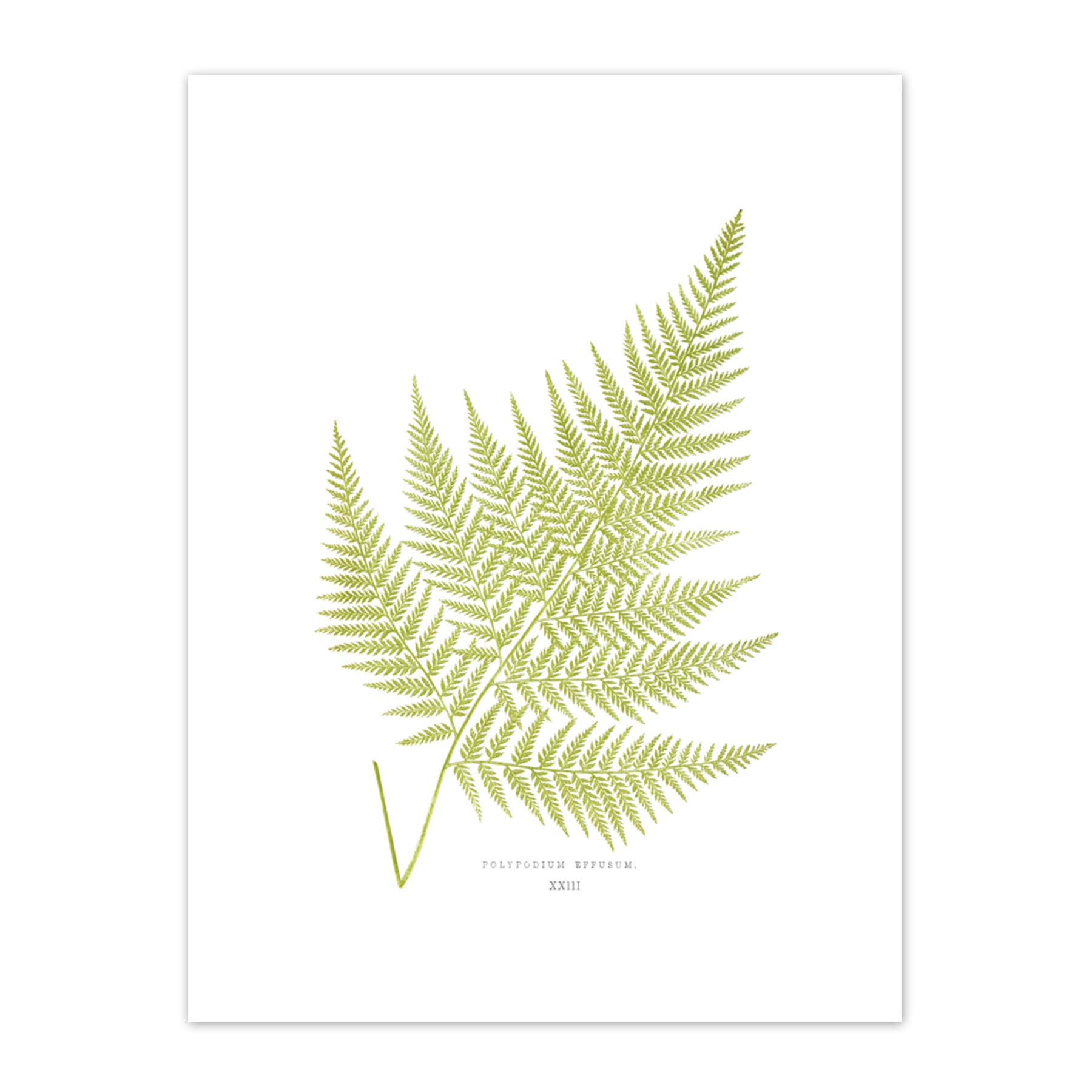 Wee Blue Coo Fern Polypodium Eppusum Art Print Canvas Premium Wall Decor Poster