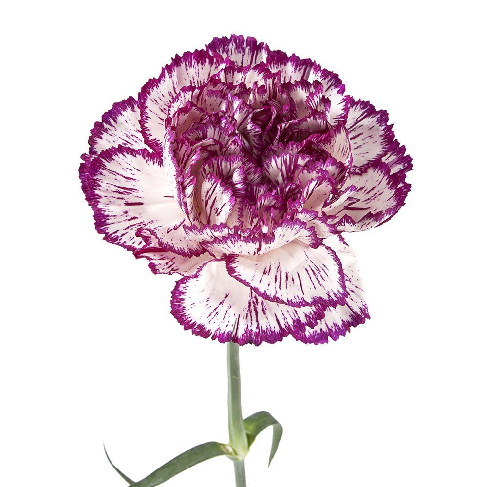Wholesale Carnations (150 Bicolor Purple) Fresh Cut