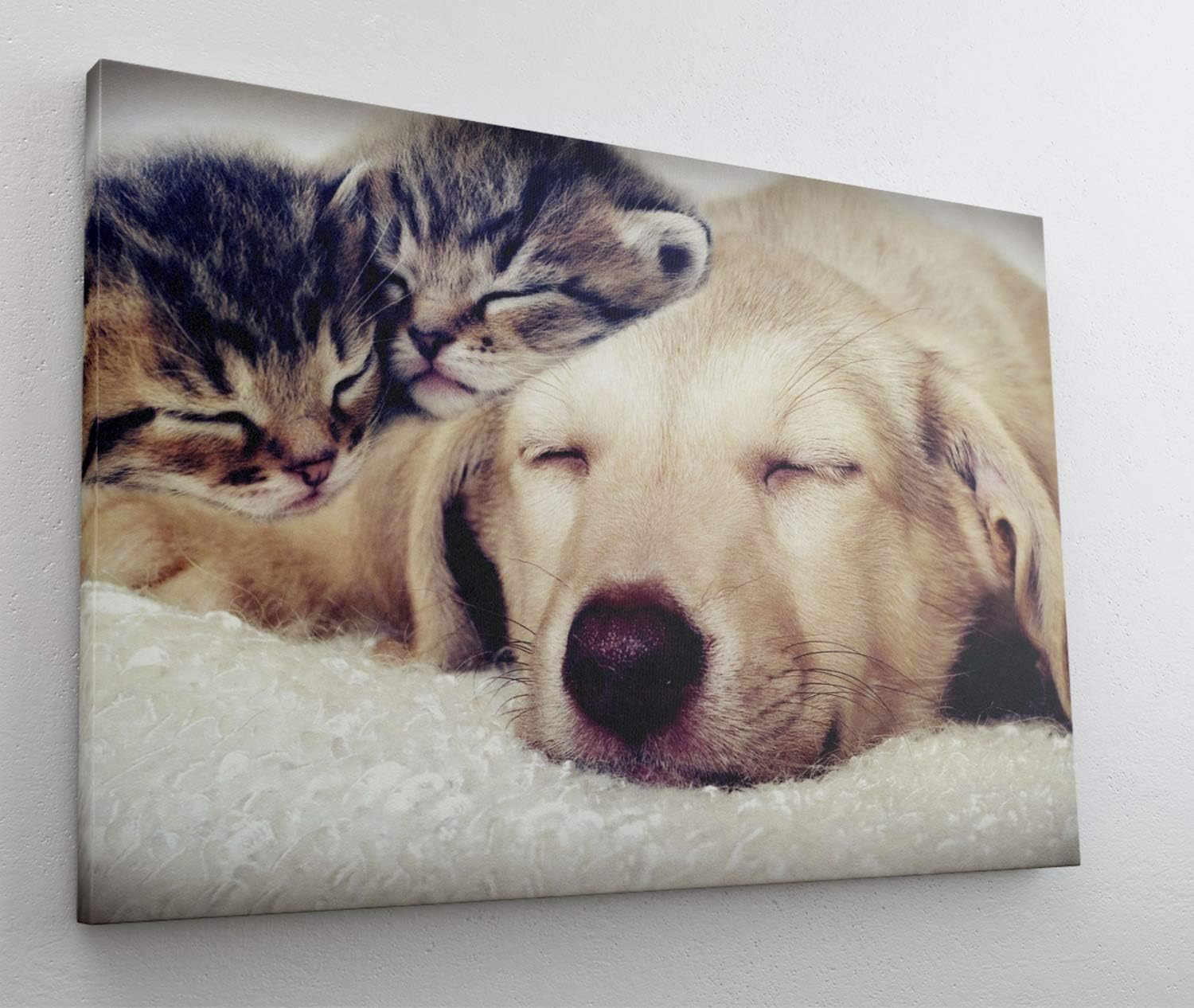 Fotografie Hund Katze Leinwand Canvas Bild Wandbild Kunstdruck L2304 Grosse 70 Cm X 50 Cm Burobedarf Schreibwaren Leinwande