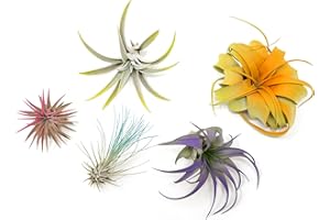 AIR PLANT SHOP 5 Assorted Colorful Air Plants Variety Pack - Vibrant Color Enhanced Tillandsias - Live Tillandsia Succulent House Plants - Wholesale and Bulk - Home and Garden Decor - Easy Care Indoor/Outdoor Plant