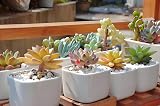 JeeMooTown 1.8KG White Decorative Stones 6-9mm for Plants Fish Tank view 7