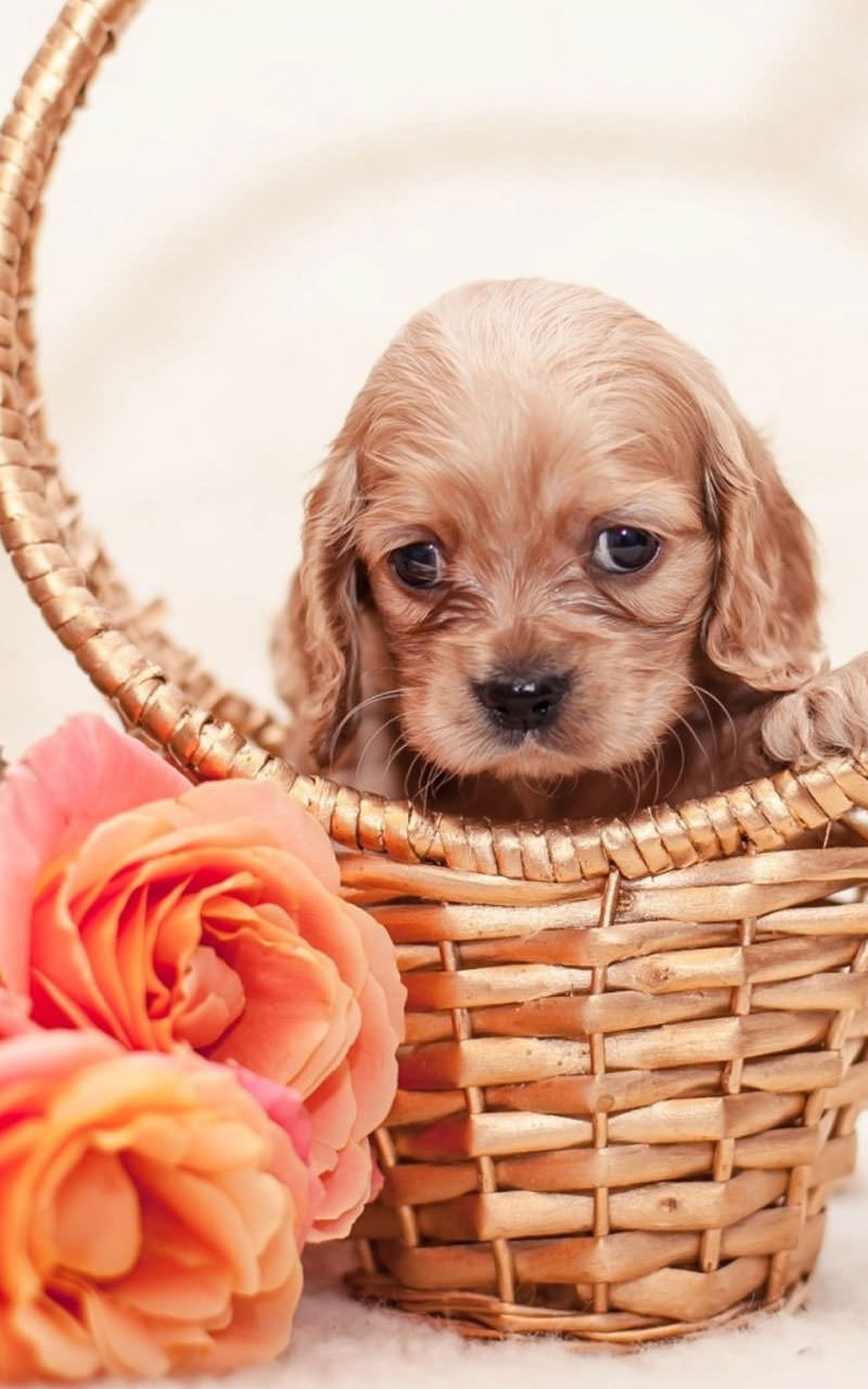 Amazon.com: Cute Animals Live Wallpaper: Appstore for Android