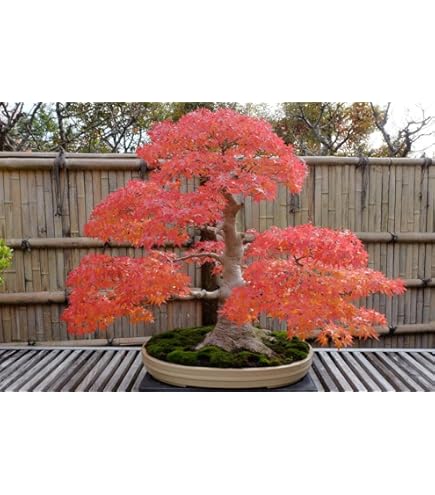 Red Japanese Maple Seedling 12 Inch Bonsai Planting Red Japanese