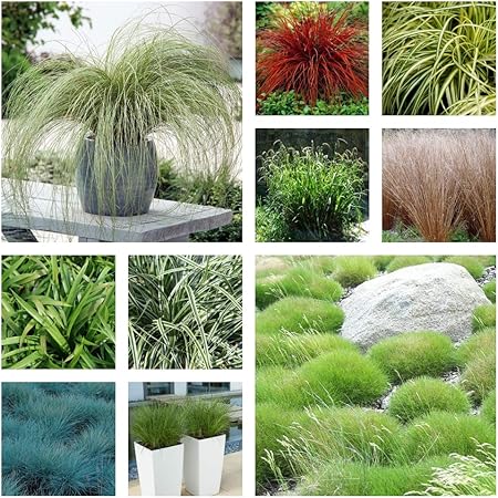 10 X Immergrune Ziergraser Ziergras Graser Ziergraser 2 99 Pro St Amazon De Garten
