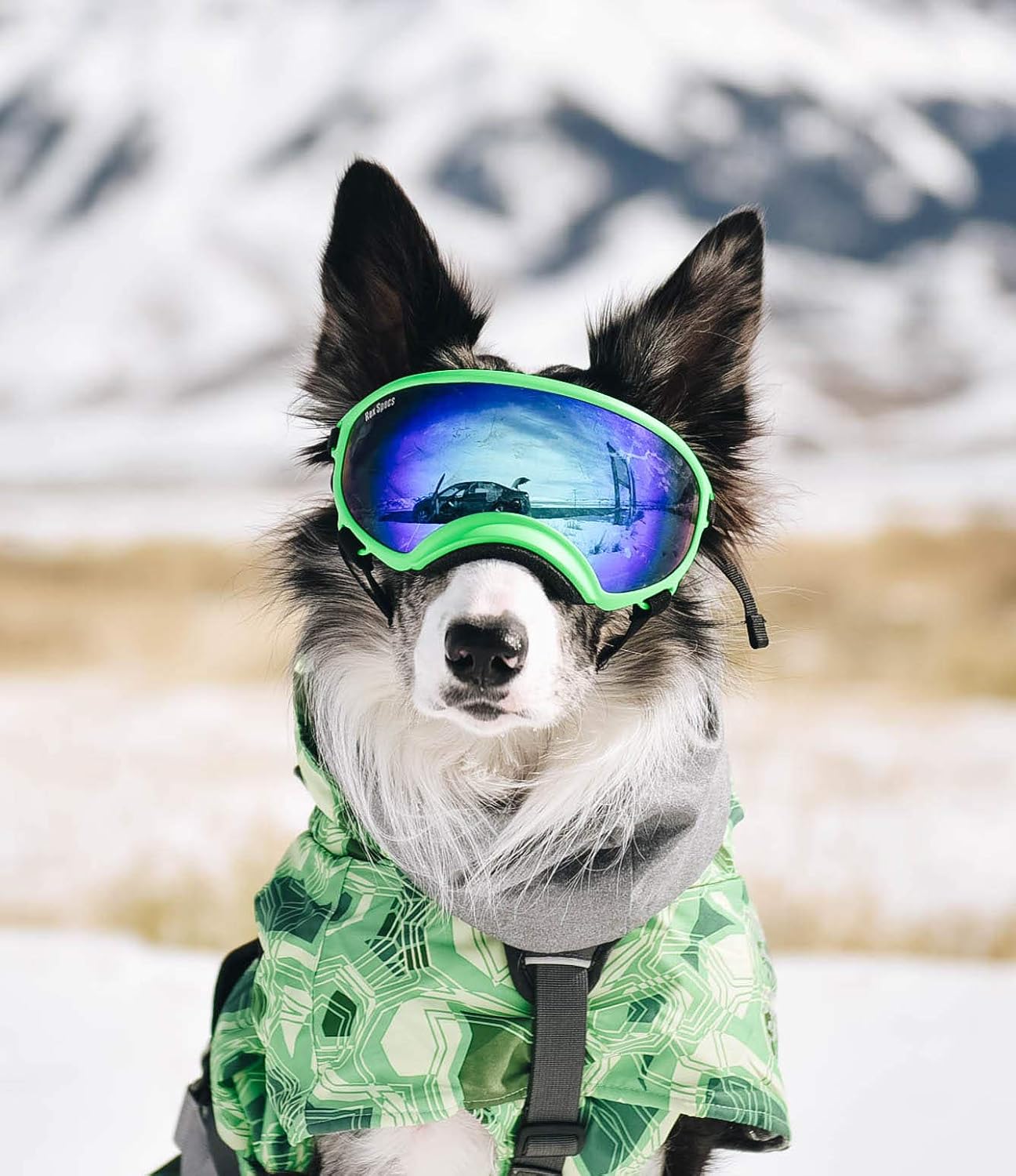 Rex Specs Dog Goggles Eye Protection for The Active Dog Pet Supplies