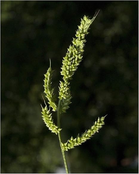 Amazon Com Flowers Seeds Rough Barnyard Grass Echinochloa