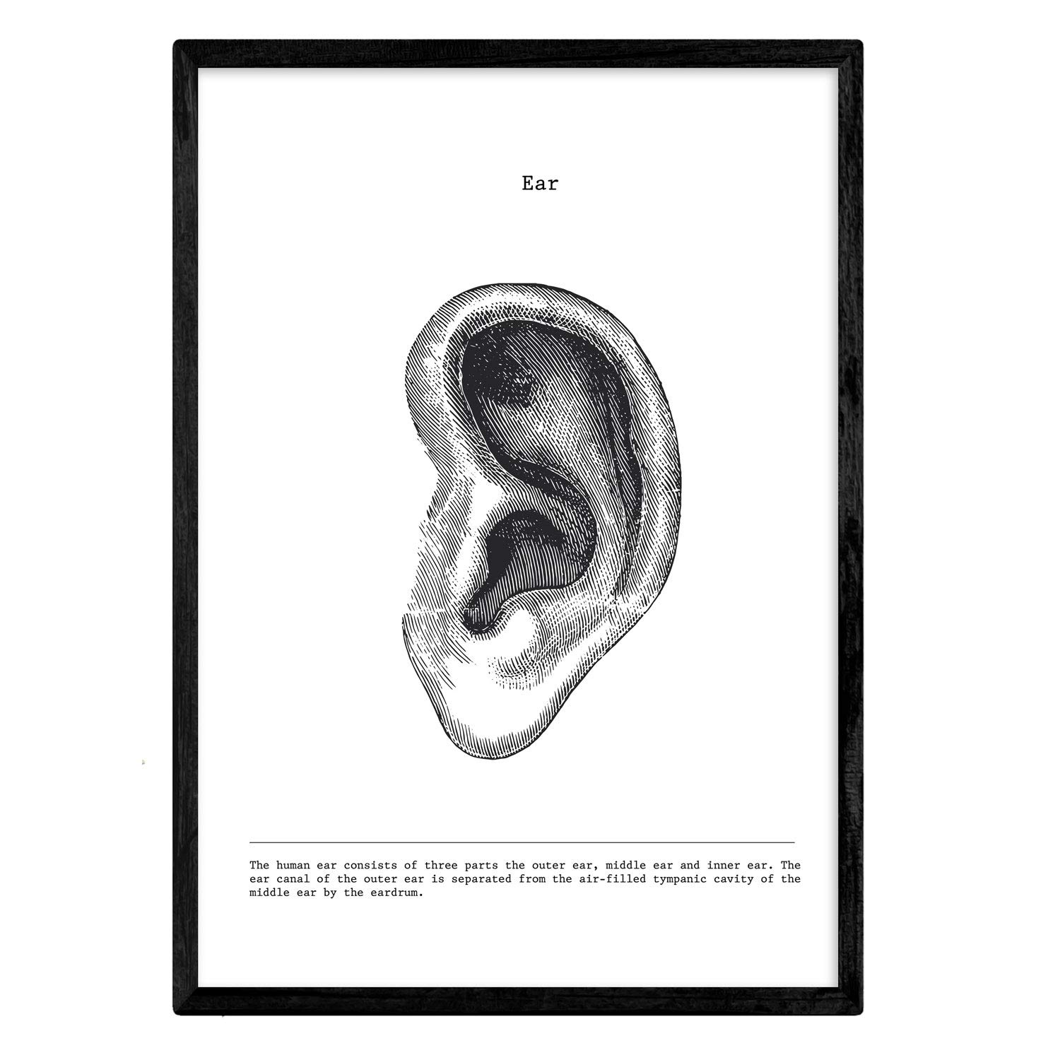 Nacnic Anatomy Poster. Vintage style wall decoration of ears, muscles and bones. Assorted black and white pictures of human anatomy and body parts. Size A3. — image 1