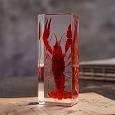Taxidermy Red Crayfish Insect in Resin, 4.3 x 1.7 x 1 inches Real Bug Red Crayfish Specimens Animal in Resin Paperweights Specimen for Science Education Desk Decor