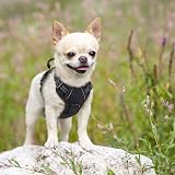 rabbitgoo Dog Harness Small No Pull Front Back Clip Adjustable Reflective XS view 9