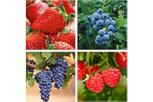 WIVOLIBE 1000+ Mixed Fruit Seeds for Planting - Strawberry Raspberry Blueberry & Grape Seeds Fresh Fruit - Individually Packaged