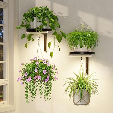 can you separate dracaena marginata Small size Dracaena Marginata - Air Purifying Houseplant for Your Home