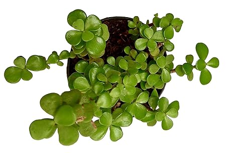 Siam Garden Green Jade Crassula Lucky Bonsai Feng Shui Plant (Pot Included)