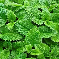 Aromatics International Pure Organic Melissa