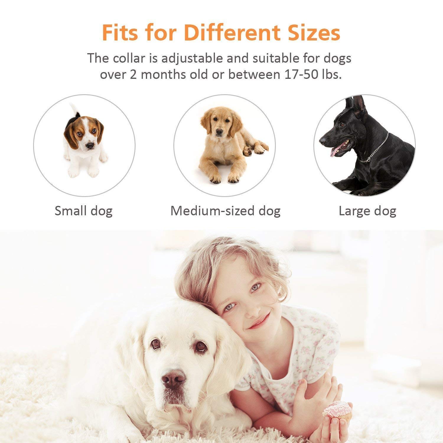 regirock bark collar