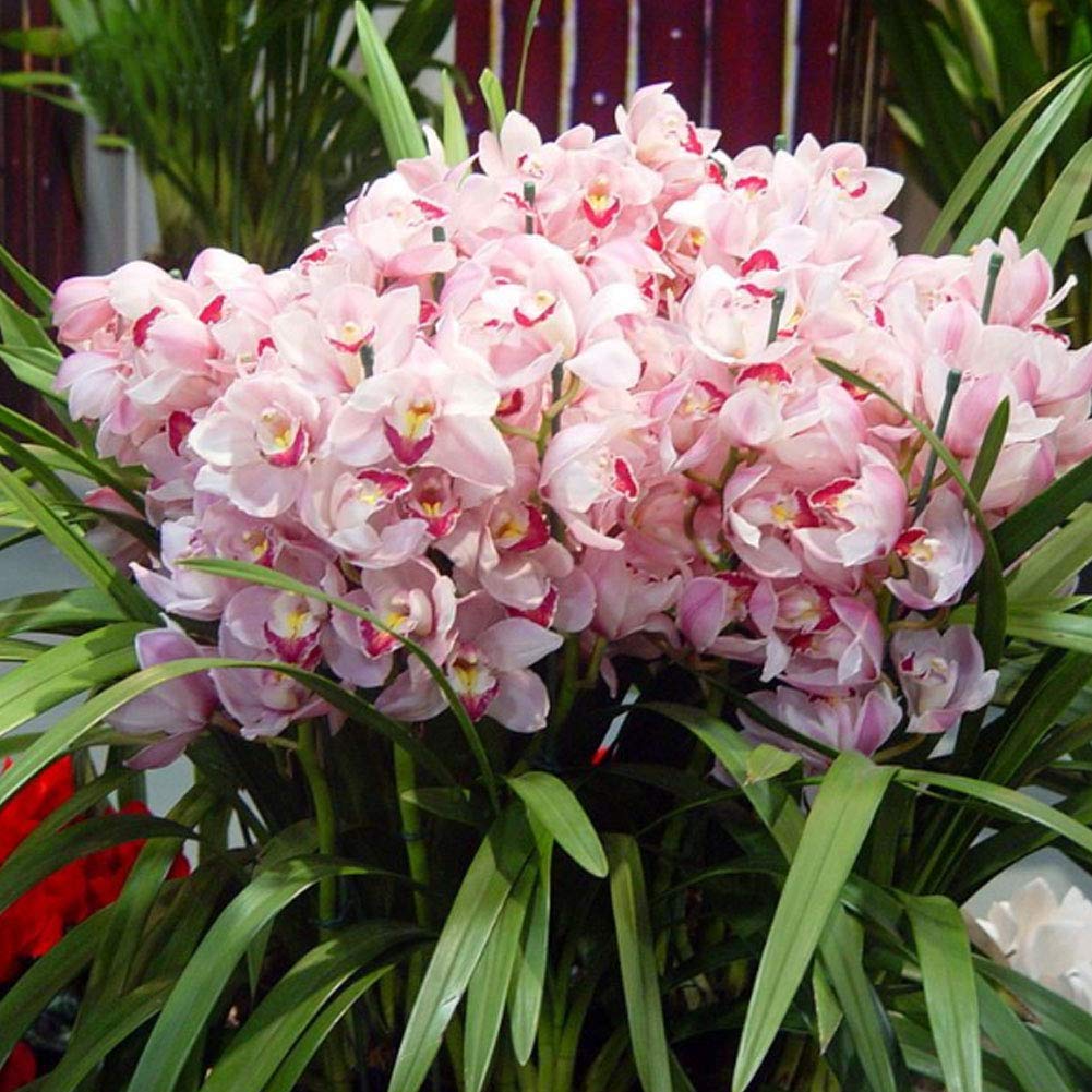 Орхидеи Из Питомника Купить Тайвань Оптом