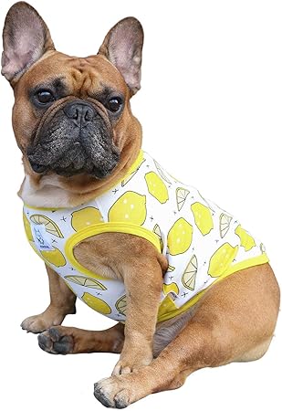 frenchie clothes for dogs