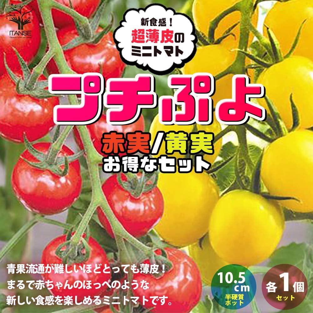 Amazon 新食感 薄皮ミニトマト苗 プチぷよ 赤実 黄色実 各1個 2色セット 野菜苗 10 5cmポット自根苗 赤実1個 黄色実1個 2色 合計2個セット 赤ちゃんのホッペのように皮がプヨプヨに柔らかい 新食感ミニトマト 丸ごと口に放り込むと 熟したサクランボを噛んだ時の