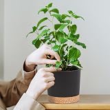 QCQHDU Plant Pot 25.4cm 2 Pack Indoor Outdoor with Drainage Hole Tray Dark Grey view 5