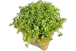 The Sun Ave Dwarf Baby Tears Hemianthus Callitrichoides HC Live Aquarium Plants Freshwater Fish Tank