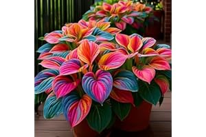 300 Hosta Seeds Perennial Shade Plant for Garden, Flower Fast Growing Likes Humid Environment Unique and Beautiful Leaves Per