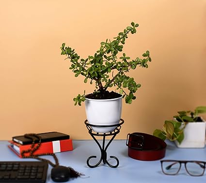 HINS White Flower Pot With Black Antique Stand For Indoor Gardening Metal Flower Plant Pot For Indoor Plants Plant Stands For Indoor Balcony I Plant Bench I Plant Stands I Pot Stand Single I Potted Plant Stand I Big Pots I Metal Plant Stand I Tall Outdoor Planter I Metal Casters I Large Plant Stand I Pot Stands For Garden I Indoor Plants Stand I Iron Plant Stand I Terrace Garden Stand I Garden Rack I Iron Stand For Pots I Pots Stand I Indoor Planter With Stand