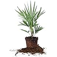 Windmill Palm 1 Gallon