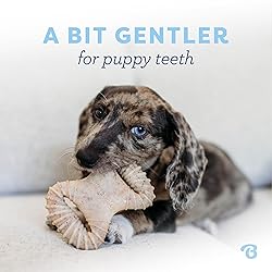 Benebone Puppy 2-Pack Dental Chew/Wishbone Dog Chew